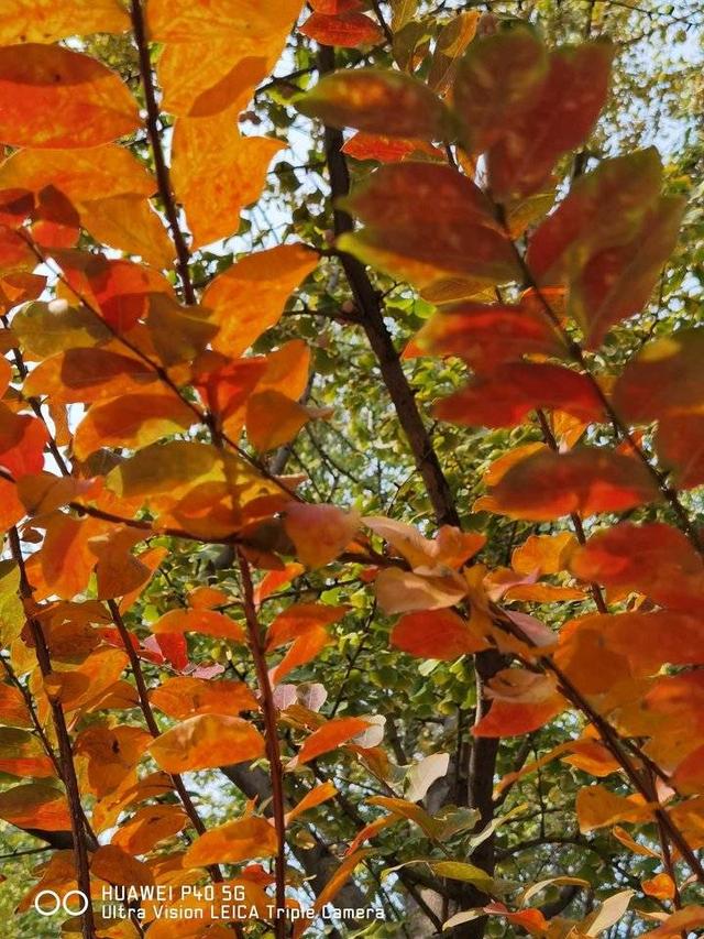 我爱冬季600字作文，我爱冬季600字作文初二开头（青未了/享受冬天的宁静）