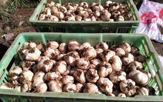 百合产地，种植户很纳闷：正宗兰州百合（百合产地主要在哪个省）