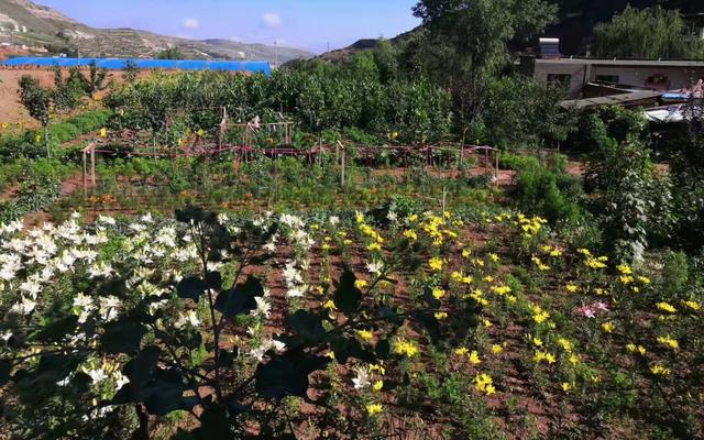 百合产地，种植户很纳闷：正宗兰州百合（百合产地主要在哪个省）