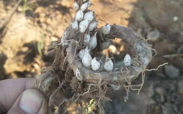 百合产地，种植户很纳闷：正宗兰州百合（百合产地主要在哪个省）