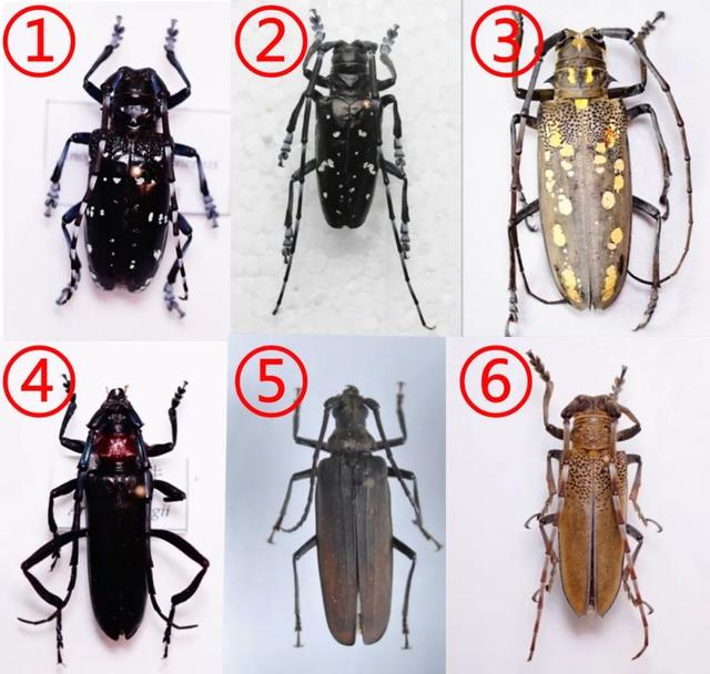 力大如什么填上合适的，力大如什么填成语（看，他们在捉天牛）