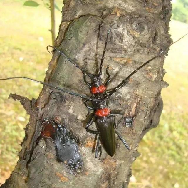 力大如什么填上合适的，力大如什么填成语（看，他们在捉天牛）