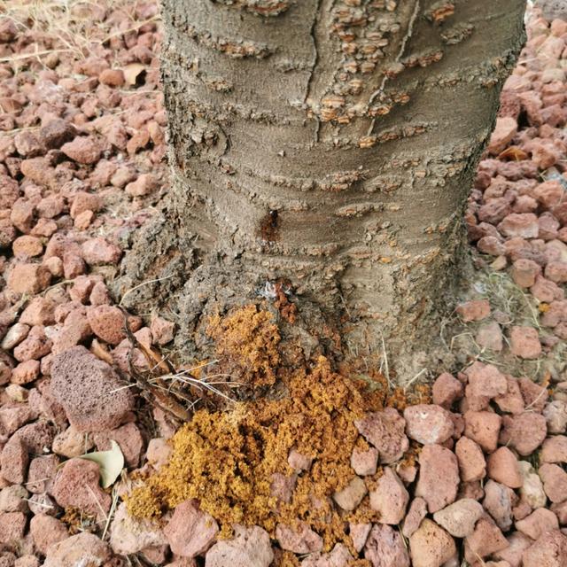 力大如什么填上合适的，力大如什么填成语（看，他们在捉天牛）