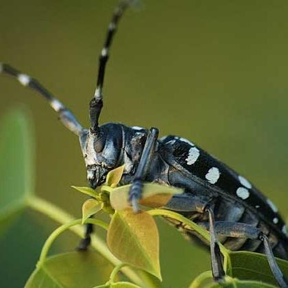 力大如什么填上合适的，力大如什么填成语（看，他们在捉天牛）