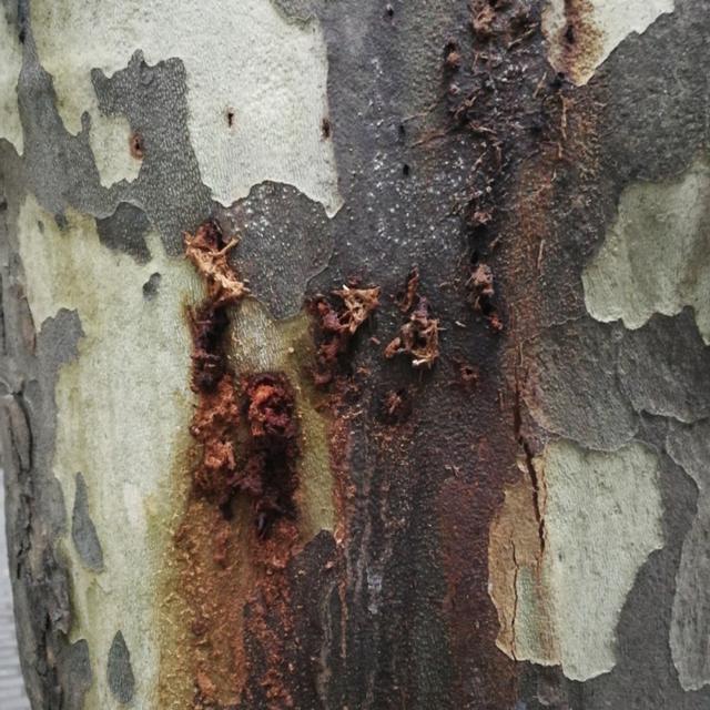 力大如什么填上合适的，力大如什么填成语（看，他们在捉天牛）