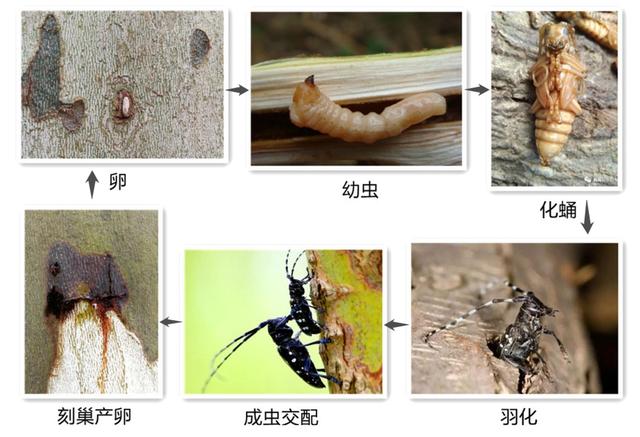 力大如什么填上合适的，力大如什么填成语（看，他们在捉天牛）