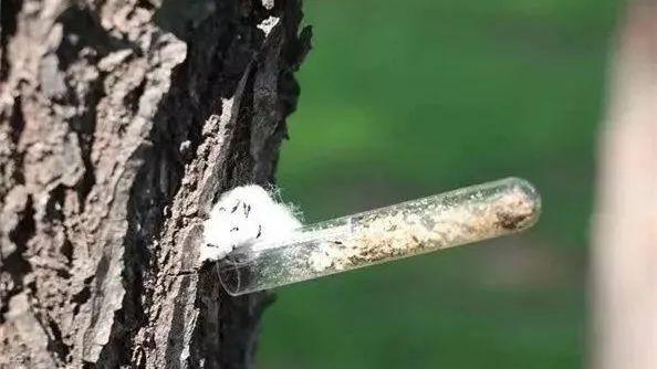 力大如什么填上合适的，力大如什么填成语（看，他们在捉天牛）