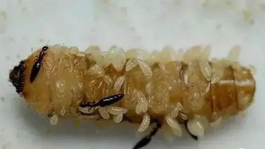 力大如什么填上合适的，力大如什么填成语（看，他们在捉天牛）