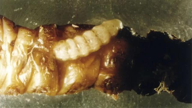 力大如什么填上合适的，力大如什么填成语（看，他们在捉天牛）