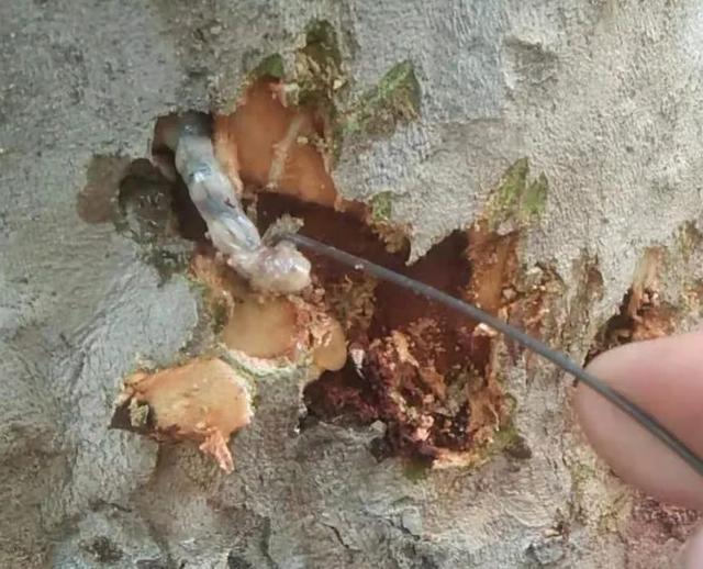 力大如什么填上合适的，力大如什么填成语（看，他们在捉天牛）