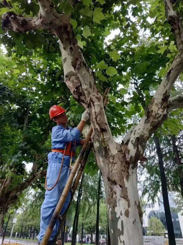 力大如什么填上合适的，力大如什么填成语（看，他们在捉天牛）