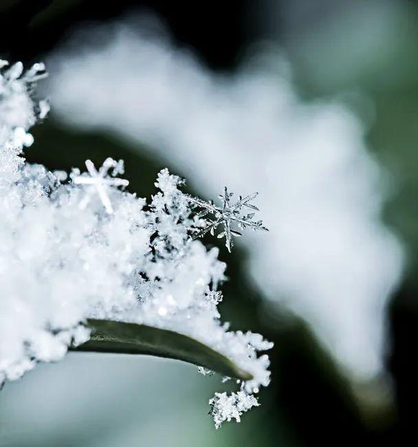 分外妖娆的意思,分外妖娆什么意思(仲冬大雪,看红装素裹分外妖娆)