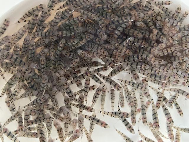 绘声绘色序列号，绘声绘影序列号（正从大别山“游”向长三角……）