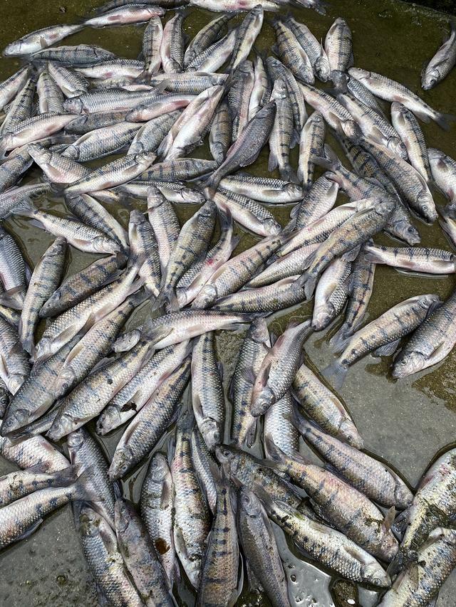 绘声绘色序列号，绘声绘影序列号（正从大别山“游”向长三角……）