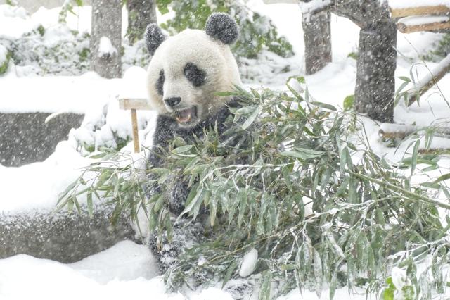 11月哪里下雪，11月份下雪的地方（立冬各地迎来降雪天气）