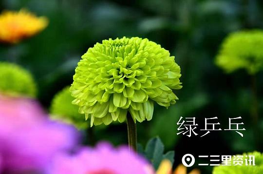 菊花在中国文化中象征着什么，菊花在中国文化中象征着什么意义（诗人盛赞的菊花）
