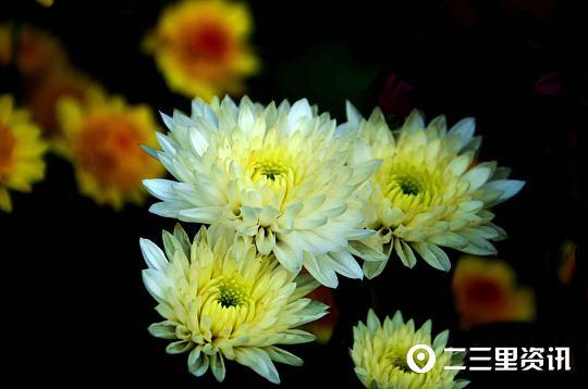 菊花在中国文化中象征着什么，菊花在中国文化中象征着什么意义（诗人盛赞的菊花）
