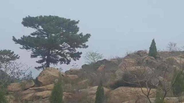 泰山传说故事作文，爬泰山的故事作文（青未了，小泰山的传说）