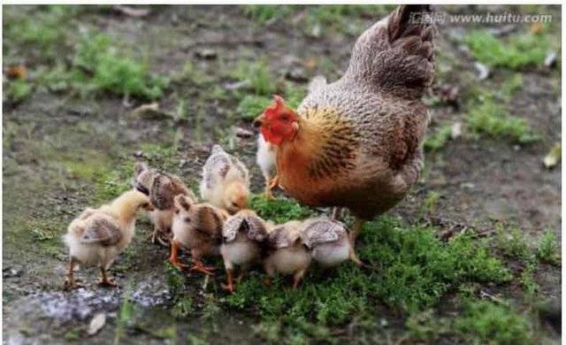 叫花鸡的配料与腌制，叫花鸡的配料与腌制方法（汶上的花鸡，河西的猪）