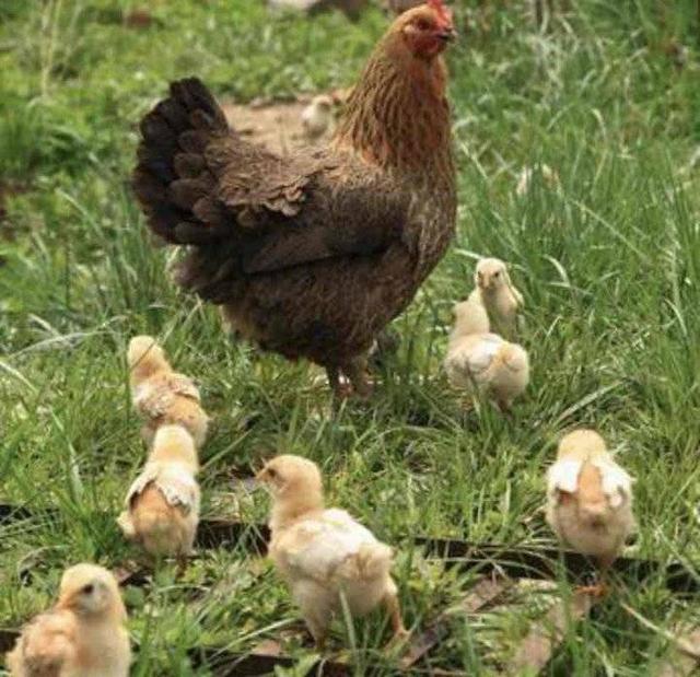 叫花鸡的配料与腌制，叫花鸡的配料与腌制方法（汶上的花鸡，河西的猪）