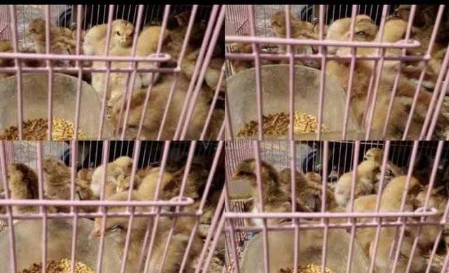 叫花鸡的配料与腌制，叫花鸡的配料与腌制方法（汶上的花鸡，河西的猪）