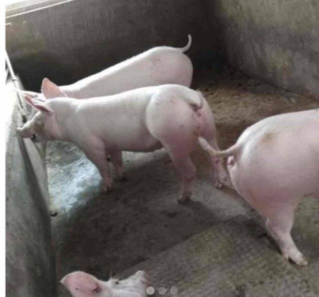 叫花鸡的配料与腌制，叫花鸡的配料与腌制方法（汶上的花鸡，河西的猪）