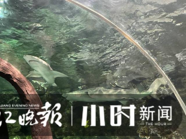 杭州有海底世界吗，杭州海底世界动物搬迁正在进行（杭州有海底世界么）