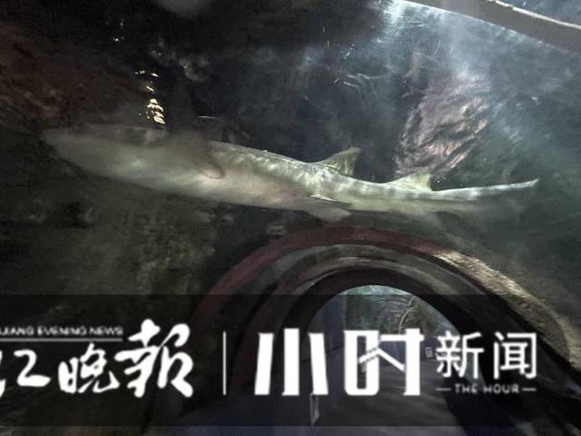 杭州有海底世界吗，杭州海底世界动物搬迁正在进行（杭州有海底世界么）
