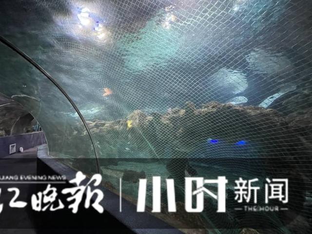 杭州有海底世界吗，杭州海底世界动物搬迁正在进行（杭州有海底世界么）