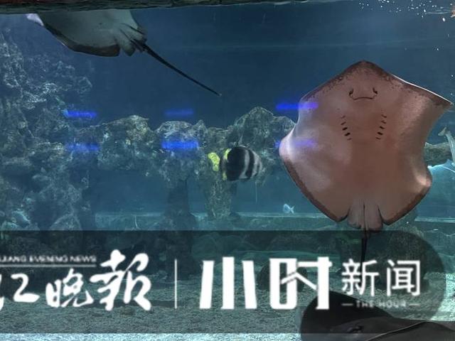 杭州有海底世界吗，杭州海底世界动物搬迁正在进行（杭州有海底世界么）