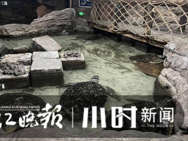 杭州有海底世界吗，杭州海底世界动物搬迁正在进行（杭州有海底世界么）