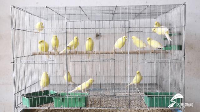 芙蓉鸟的基本饲养方法，芙蓉鸟的基本饲养方式（小小白玉鸟孵出产业“致富经”）