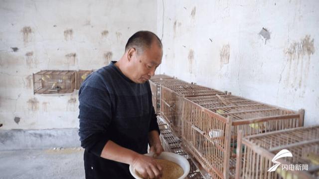 芙蓉鸟的基本饲养方法，芙蓉鸟的基本饲养方式（小小白玉鸟孵出产业“致富经”）