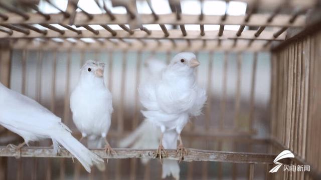 芙蓉鸟的基本饲养方法，芙蓉鸟的基本饲养方式（小小白玉鸟孵出产业“致富经”）