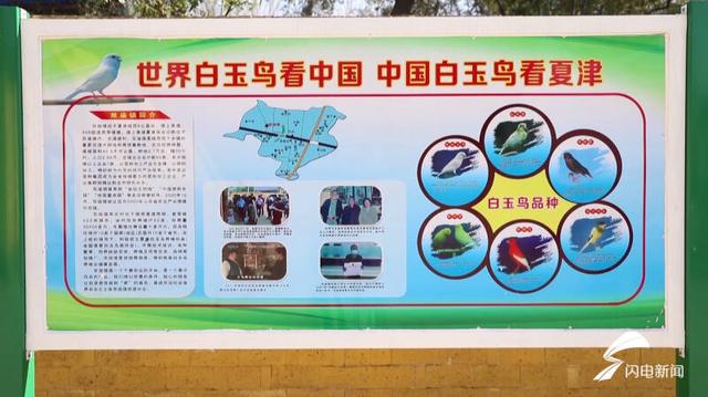 芙蓉鸟的基本饲养方法，芙蓉鸟的基本饲养方式（小小白玉鸟孵出产业“致富经”）