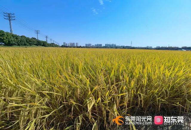 十里飘香的上一句，“十里飘香”（风吹稻浪，十里飘香）