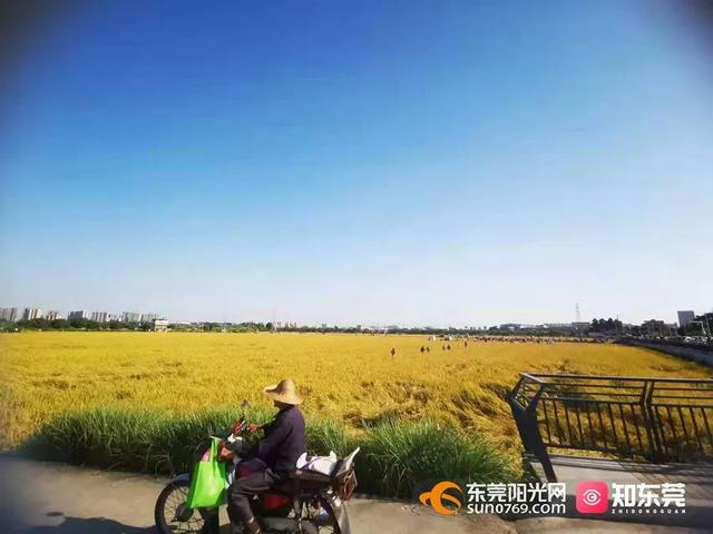 十里飘香的上一句，“十里飘香”（风吹稻浪，十里飘香）