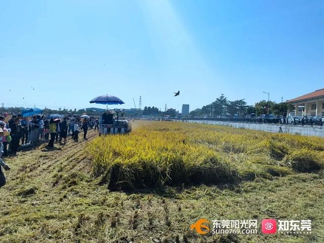 十里飘香的上一句，“十里飘香”（风吹稻浪，十里飘香）