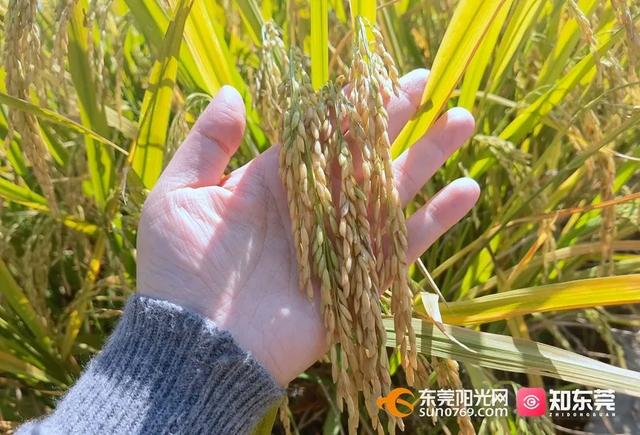 十里飘香的上一句，“十里飘香”（风吹稻浪，十里飘香）