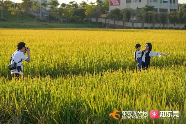 十里飘香的上一句，“十里飘香”（风吹稻浪，十里飘香）