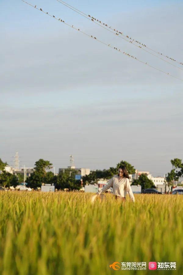 十里飘香的上一句，“十里飘香”（风吹稻浪，十里飘香）