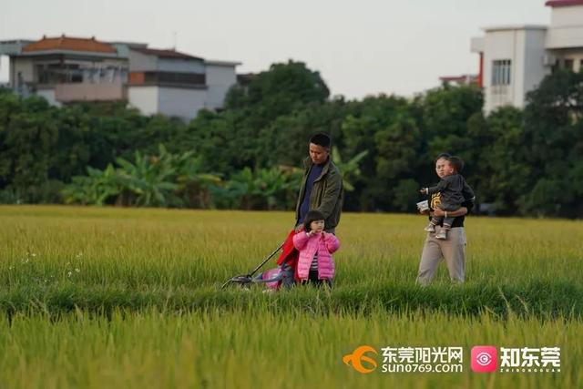 十里飘香的上一句，“十里飘香”（风吹稻浪，十里飘香）