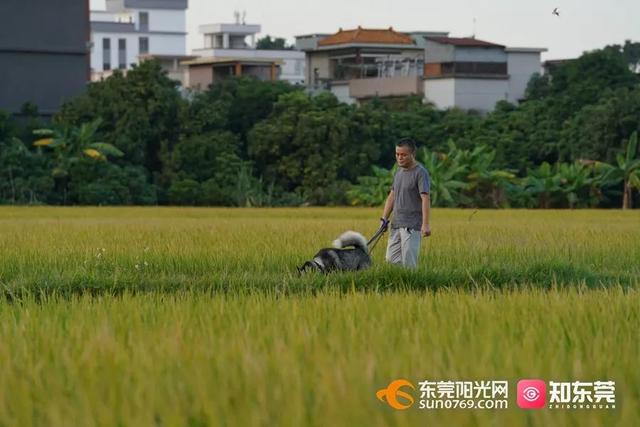十里飘香的上一句，“十里飘香”（风吹稻浪，十里飘香）