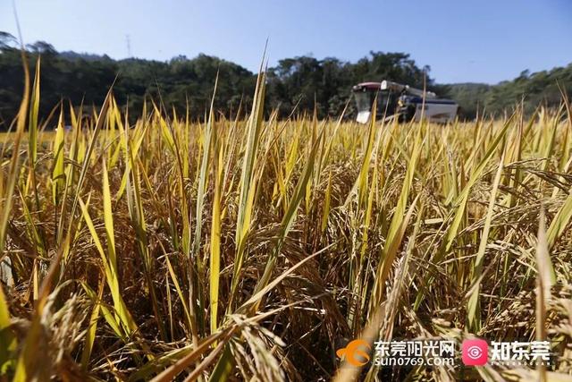 十里飘香的上一句，“十里飘香”（风吹稻浪，十里飘香）