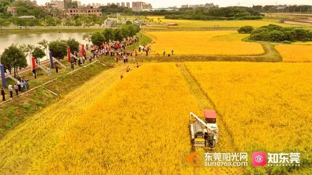 十里飘香的上一句，“十里飘香”（风吹稻浪，十里飘香）
