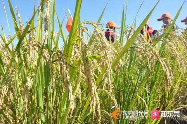 十里飘香的上一句，“十里飘香”（风吹稻浪，十里飘香）