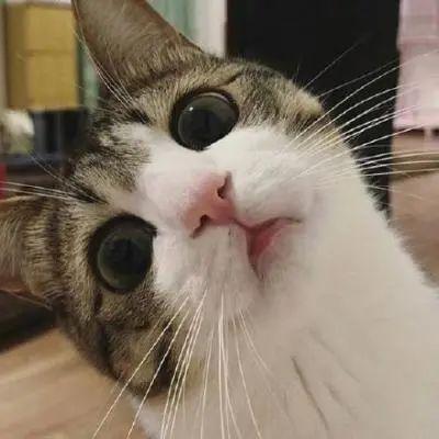 来一批小奶狗专属头像呐微信，来一批小奶狗专属头像呐（是谁的前男友又中招了）