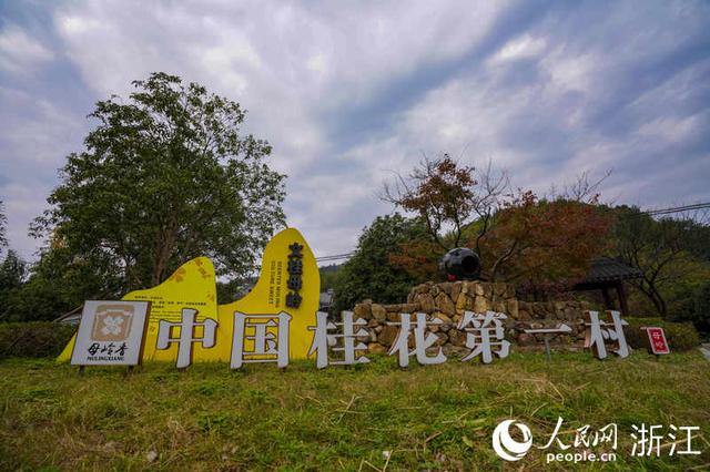 求购桂花树，求购桂花树50公分（自有秋香三万斛）