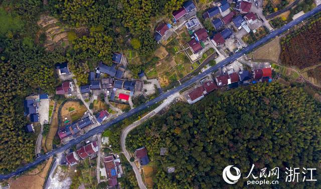 求购桂花树，求购桂花树50公分（自有秋香三万斛）