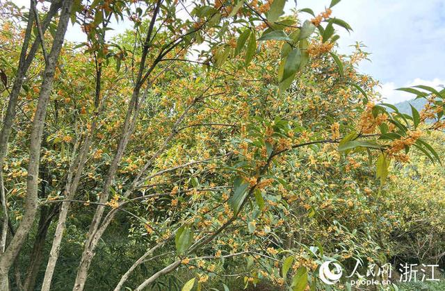 求购桂花树，求购桂花树50公分（自有秋香三万斛）